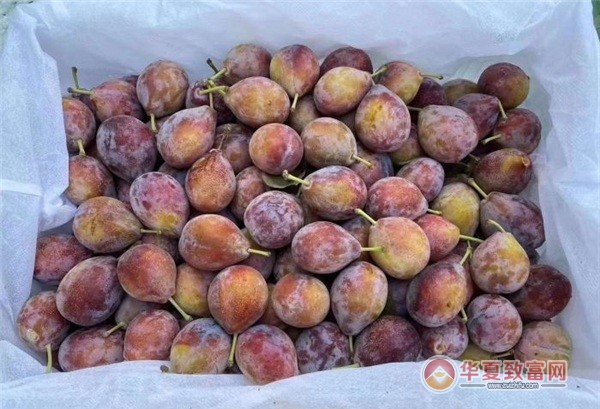 馨品水果费多少钱?馨品水果怎么样?