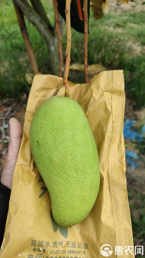 海南陵水金煌芒新鲜采摘热带水果批发零售