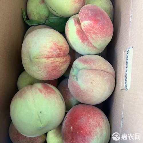 浙江金华浦江蜜桃鹰嘴桃新鲜水果核果仁果类批发零售可代发