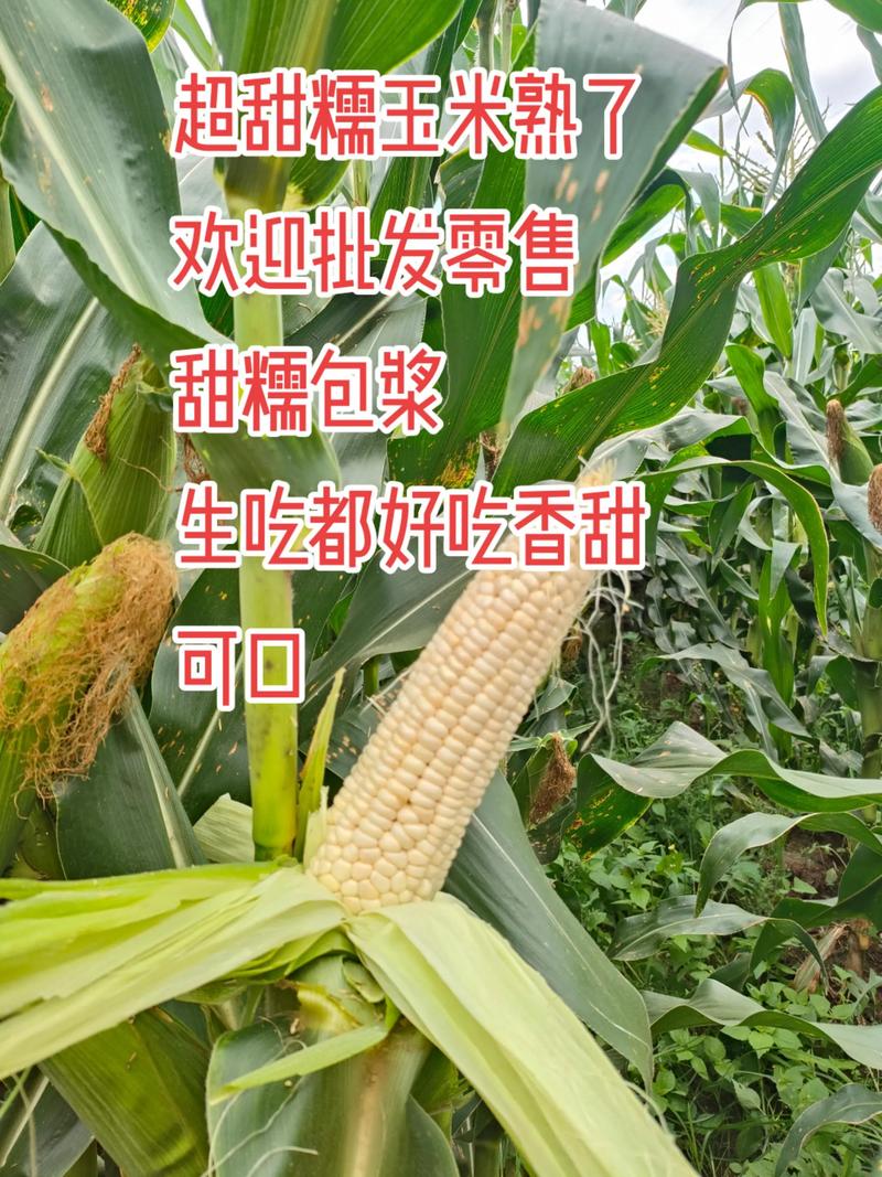 新࿆鲜࿆采࿆摘 #玉米优良品种 #水果玉米 批发零售都可以