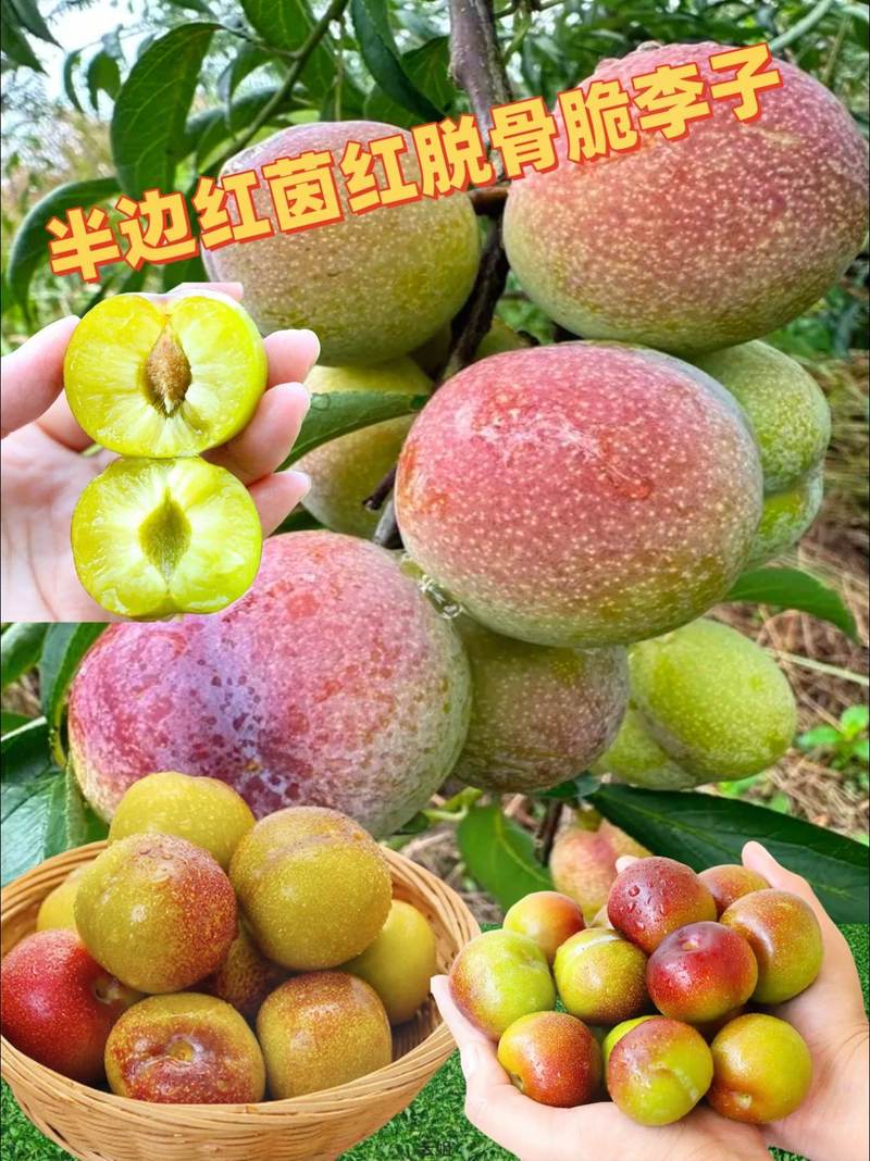 优质农产品新鲜水果